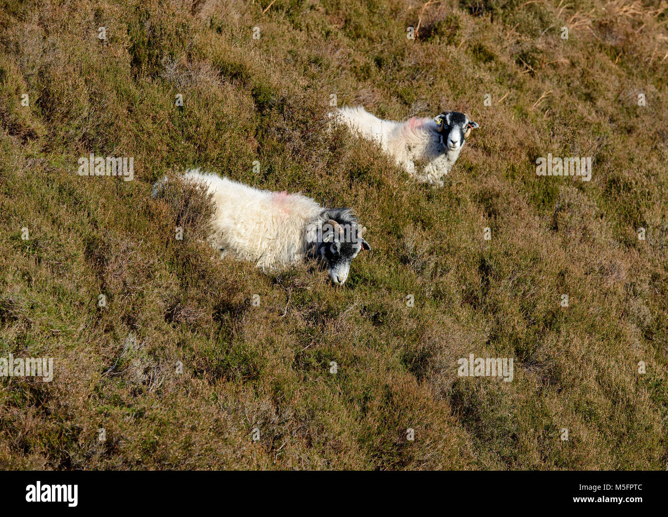 Swaledale ewes in heather, Dunsop Bridge, Lancashire, England, United Kingdom. Stock Photo