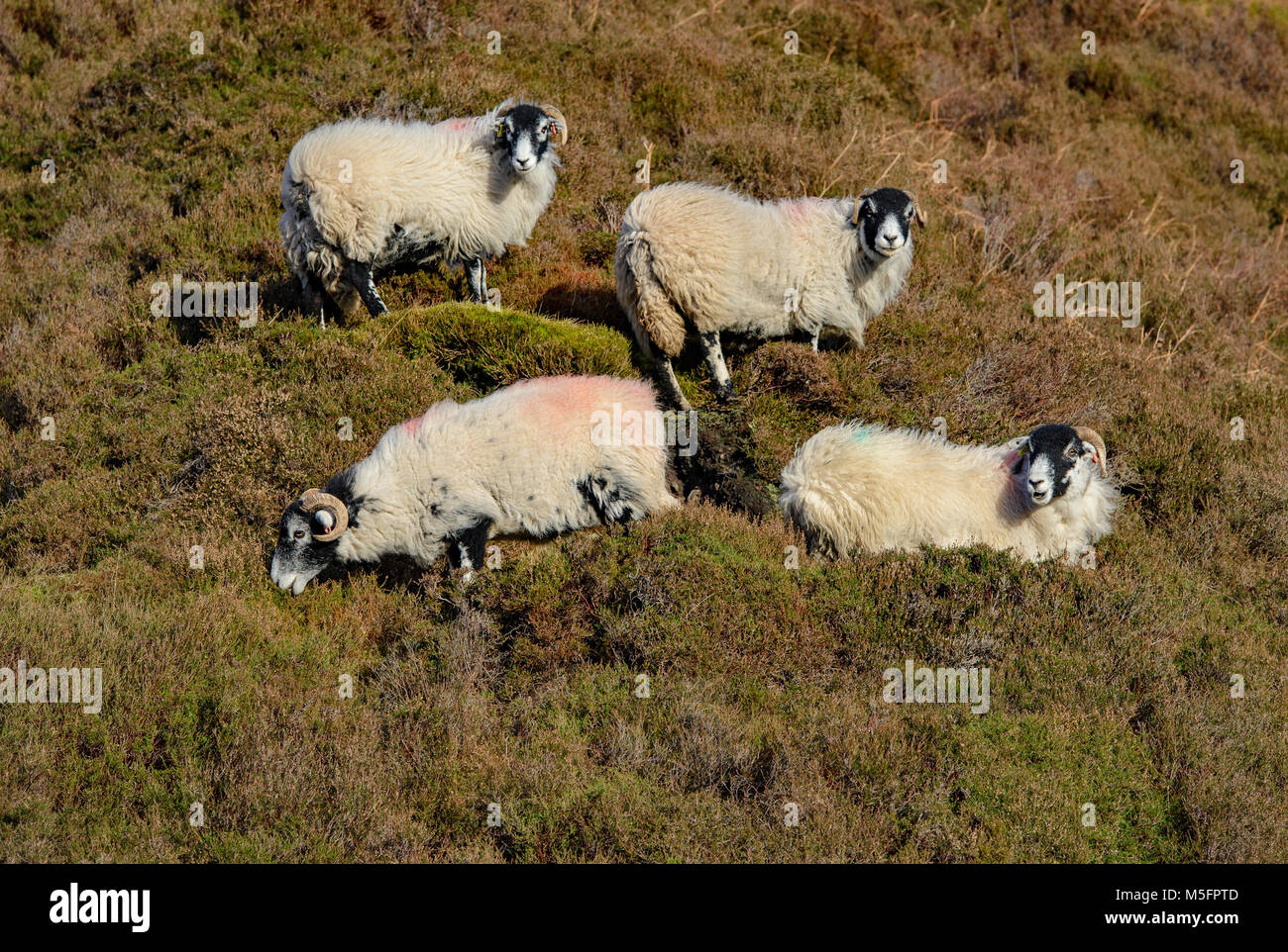 Swaledale ewes in heather, Dunsop Bridge, Lancashire, England, United Kingdom. Stock Photo