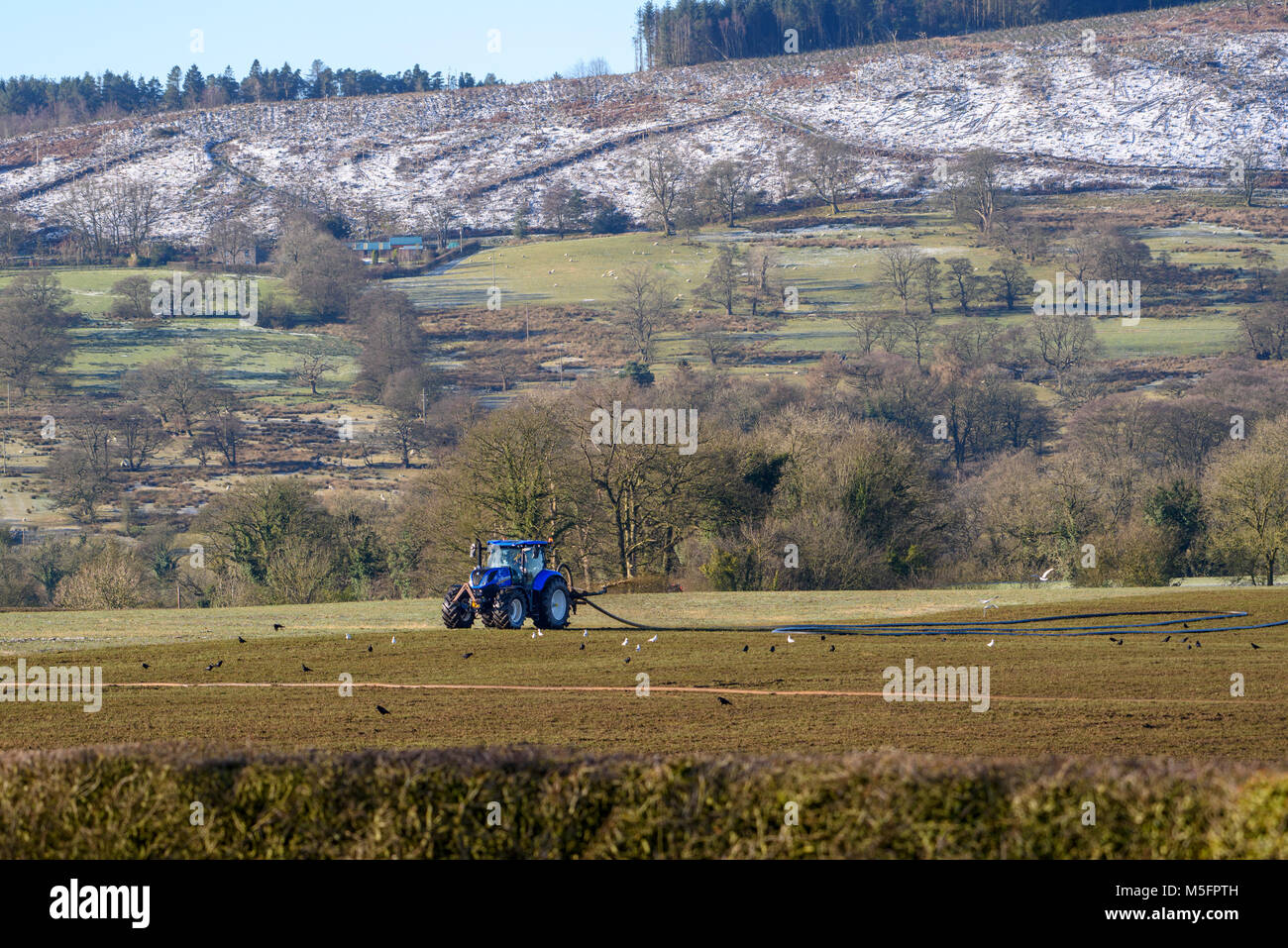 A New Holland tractor spreading slurry using an umbilical system, Clitheroe, Lancashire, United Kingdom. Stock Photo