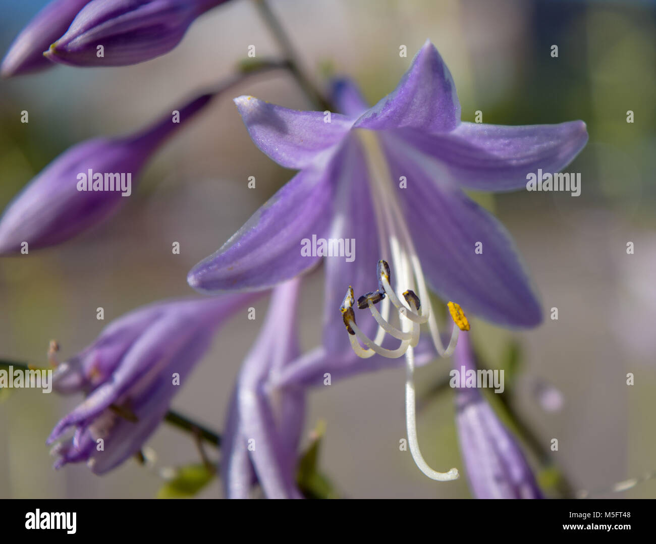 Blue Plaintain-Lily; Hosta ventricosa Stock Photo
