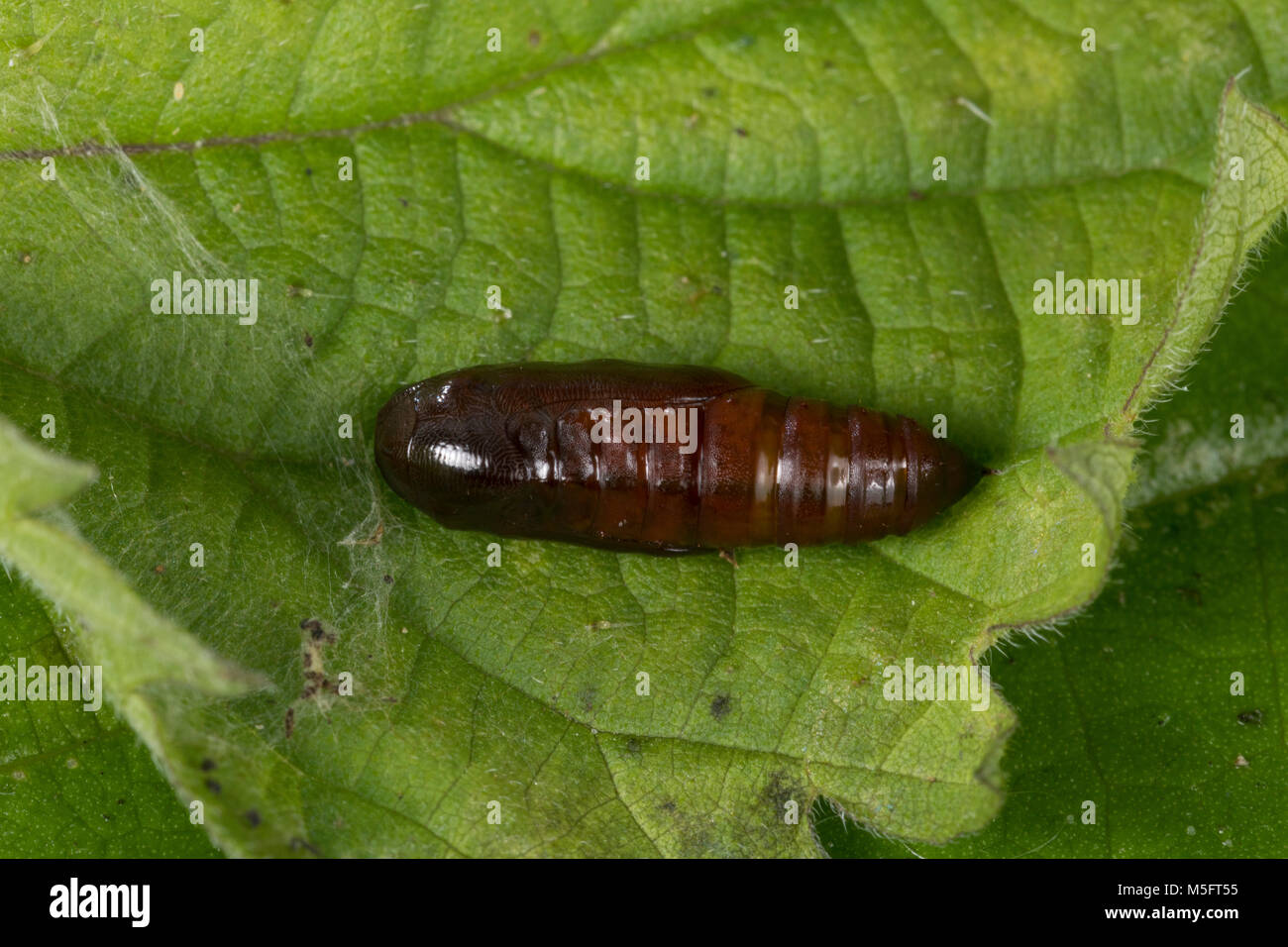 Nessel-Schnabeleule, Nesselschnabeleule, Gemeine Nessel-Zünslereule, Puppe, Hypena proboscidalis, snout, pupa, pupae, la Noctuelle à museau, Eulenfalt Stock Photo