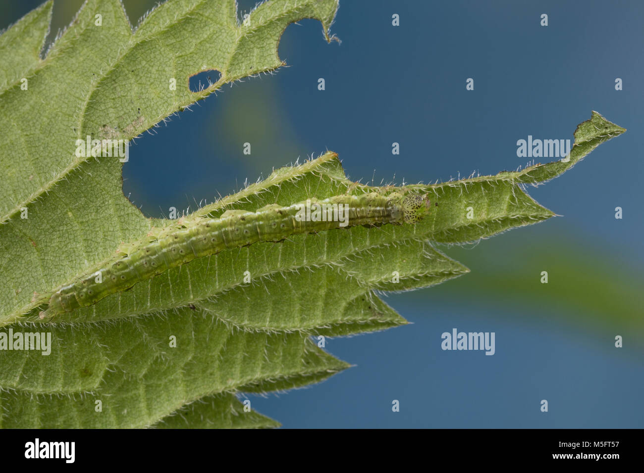 Nessel-Schnabeleule, Nesselschnabeleule, Gemeine Nessel-Zünslereule, Raupe frisst an Brennnessel, Hypena proboscidalis, snout, caterpillar, la Noctuel Stock Photo