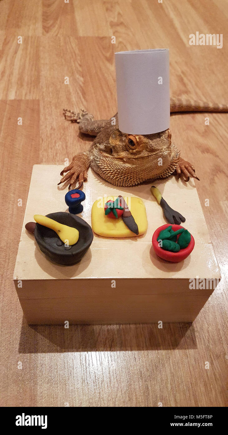 Boo the dragon. The master chef Stock Photo - Alamy