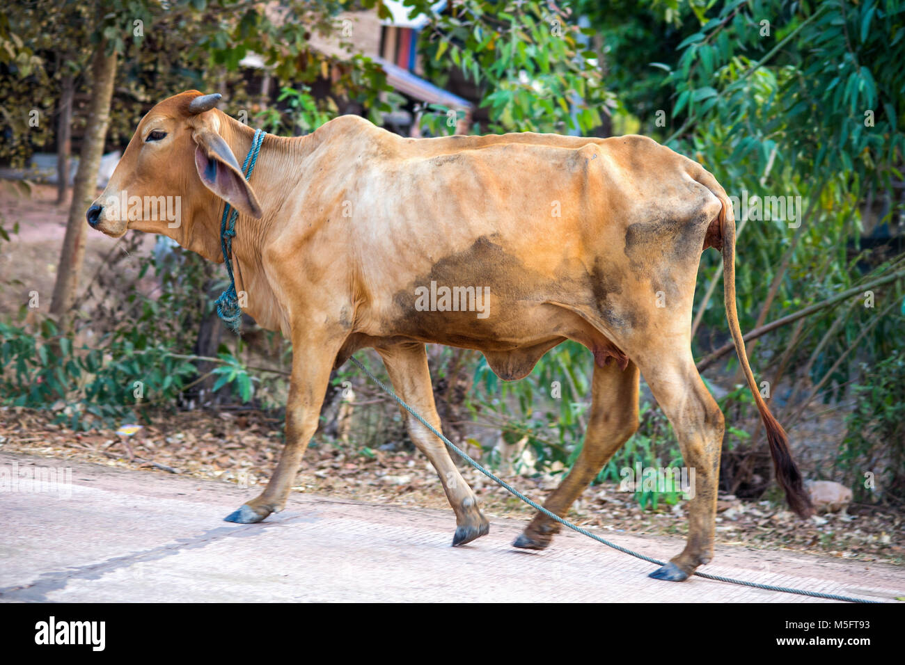 Thai cow, countryside, Thailand Stock Photo Alamy