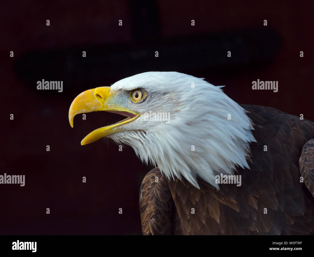 Male Bald eagle Haliaeetus leucocephalus Stock Photo Alamy