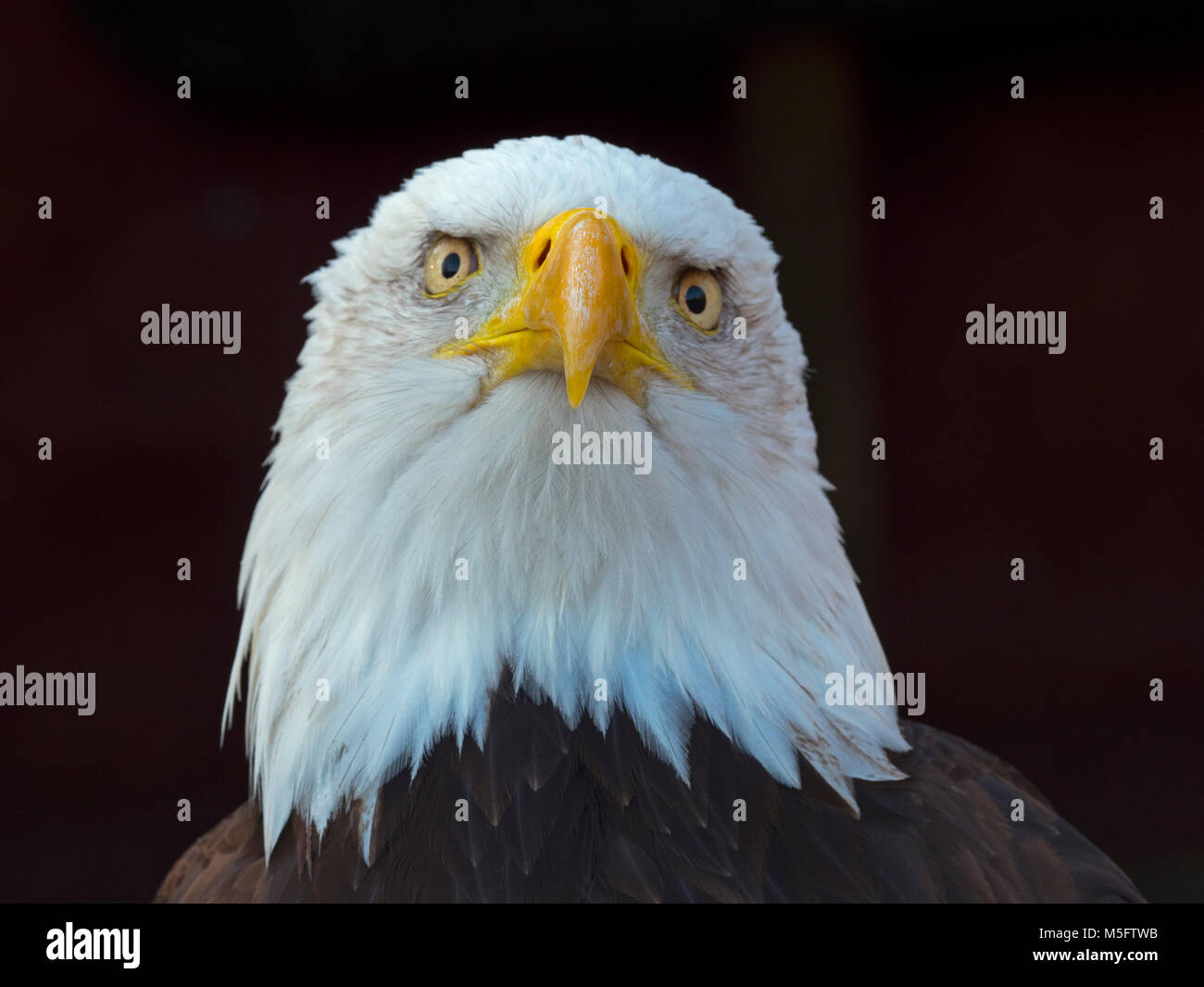 Bald Eagle Haliaeetus leucocephalus Everglades National Park Florida