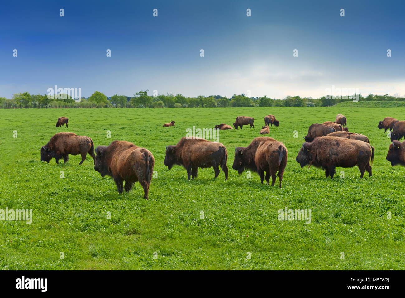 Unusual and Unique Domesticated Bison Herd, Curagha, Near Ashbourne, County Meath, Ireland Stock Photo