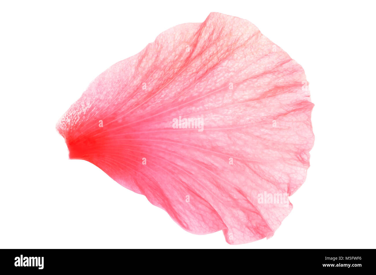 Hibiscus petal deals