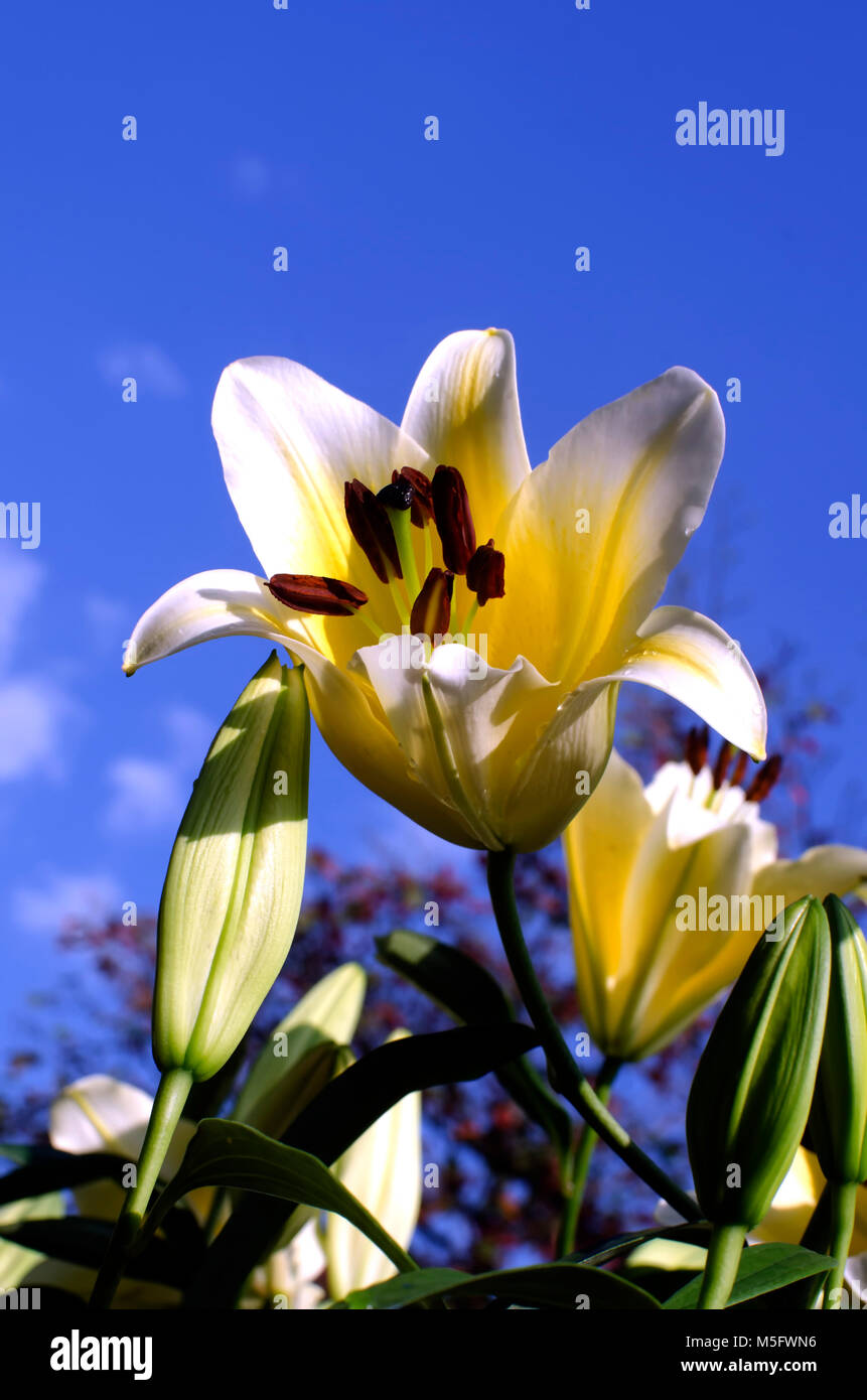 Yellow lily flower in lily flower garden of lily flower farm with blue