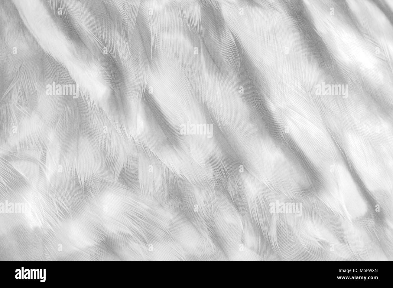 Owl feather, closeup photo of bird feather present a detail of texture and pattern of bird feather at a bird stomach, abstract background, pattern bac Stock Photo