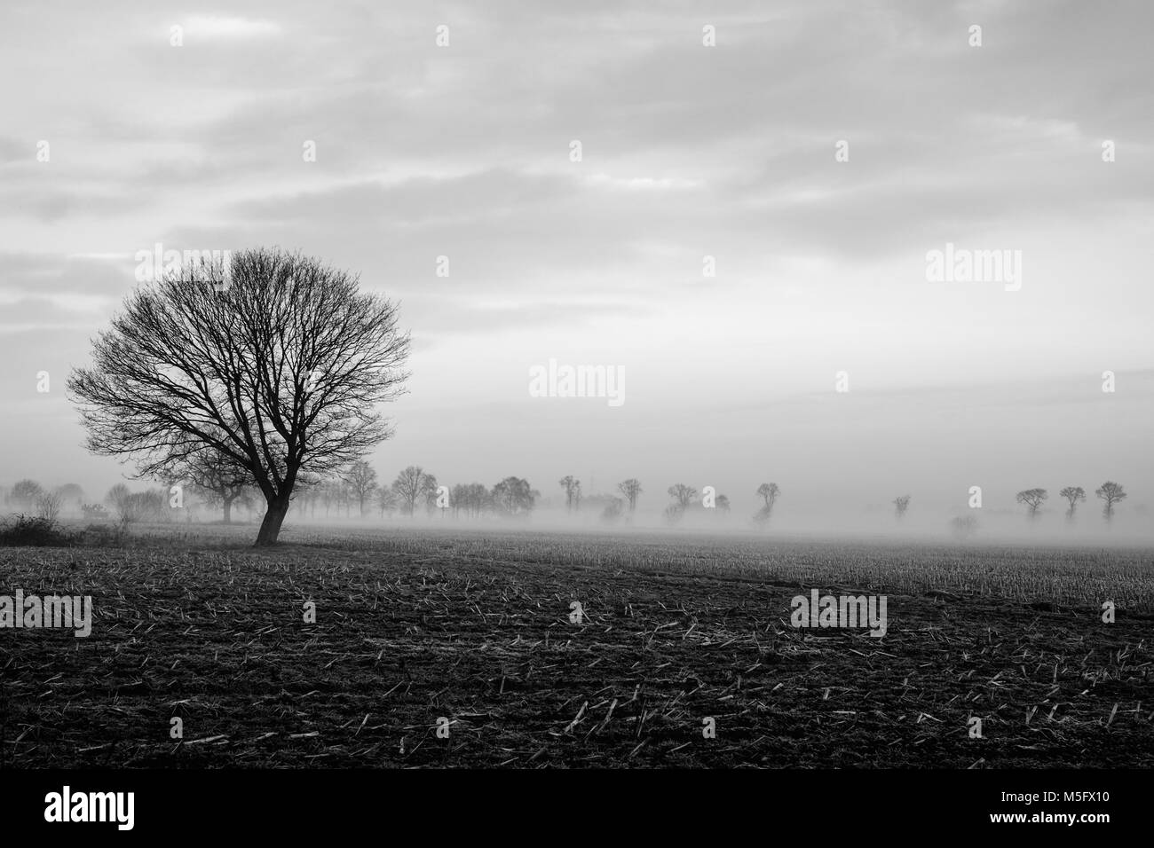 Black and white image of a Lonely tree on a field with a stormy sky ...
