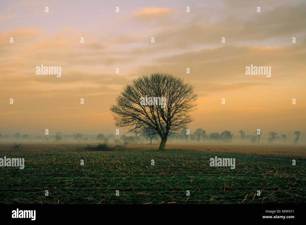 Colorful hazy sunset in the fields with a lone tree and a cloudy sky ...