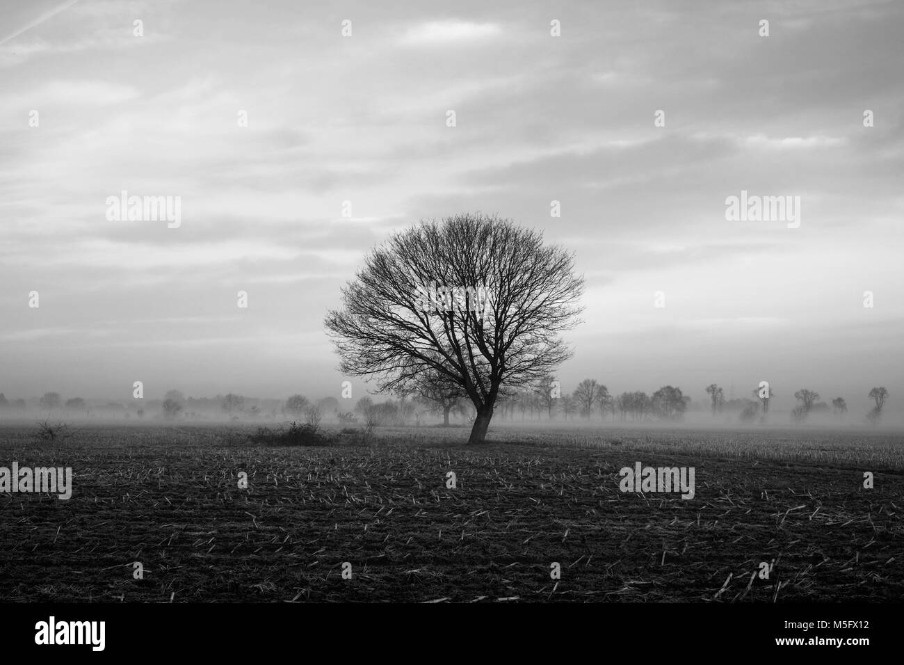 Black and white image of a Lonely tree on a field with a stormy sky ...