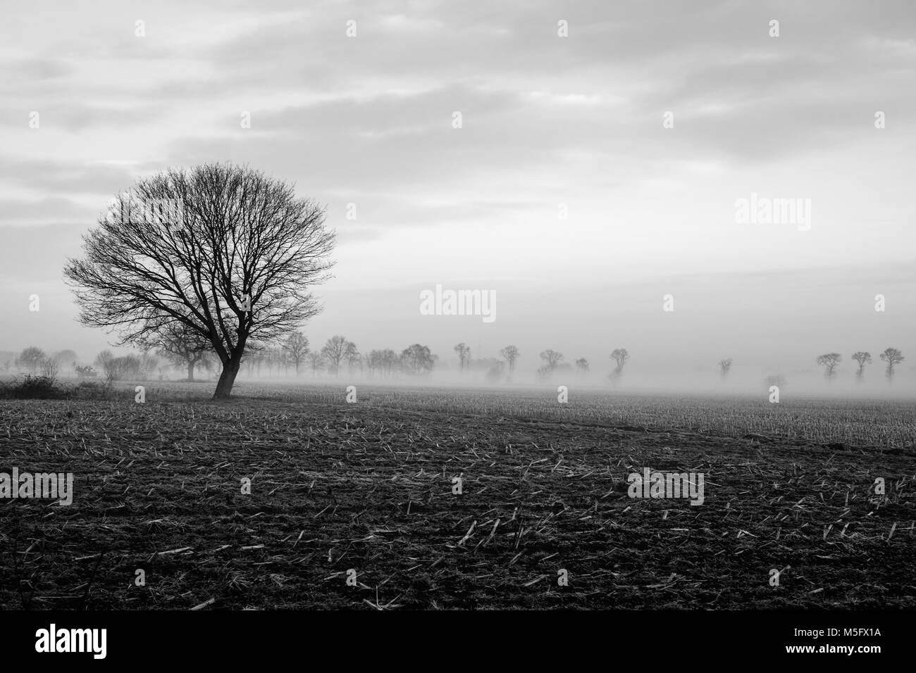 Black and white image of a Lonely tree on a field with a stormy sky ...