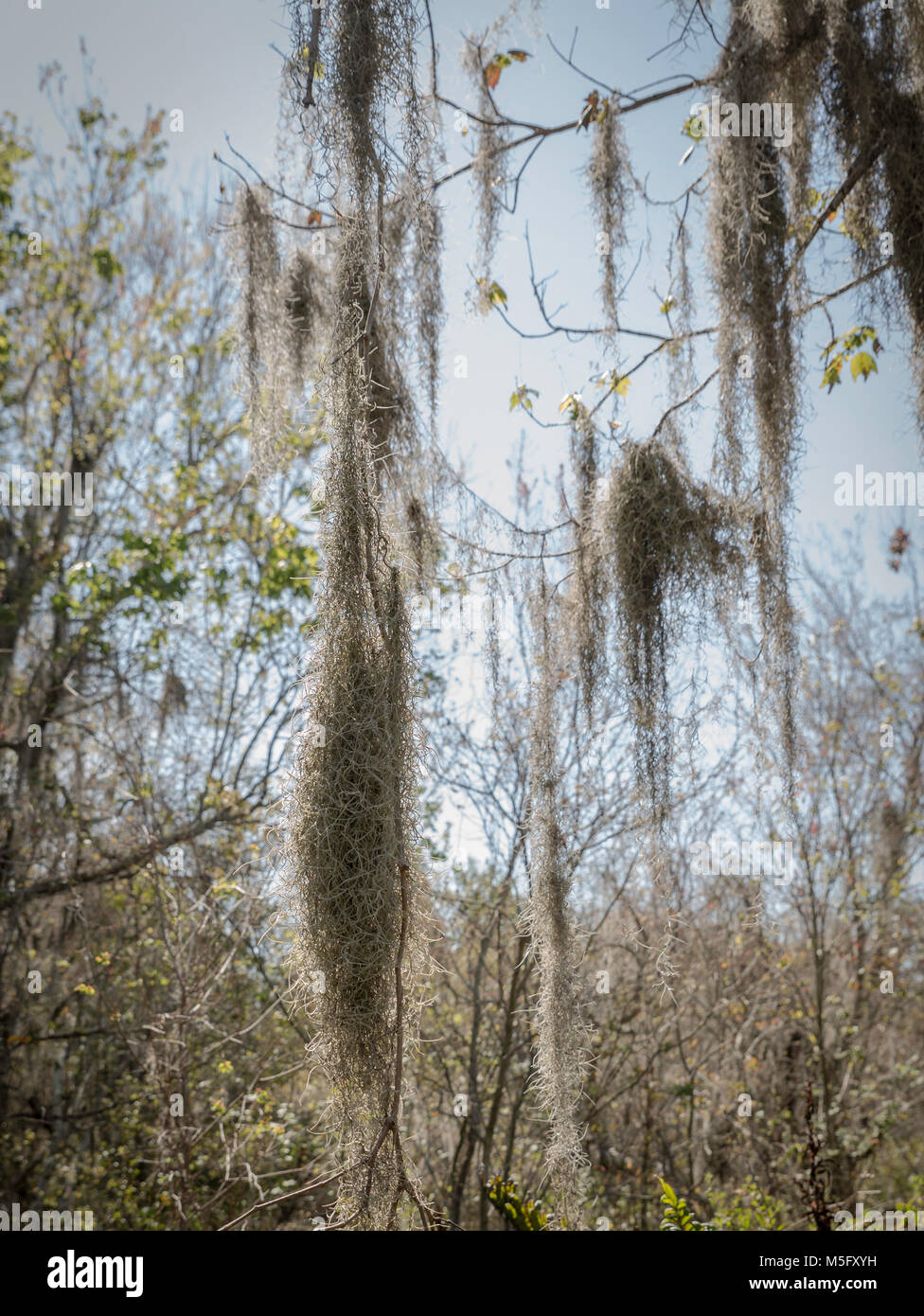 Clumps of Spanish moss hanging from tree branches Stock Photo