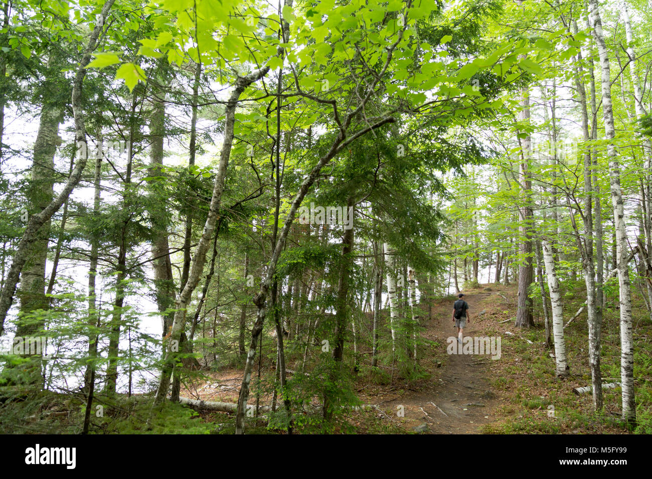 Hiking in birch forest, Lily Bay State Park, on Moosehead Lake, Greenville, Maine Stock Photo
