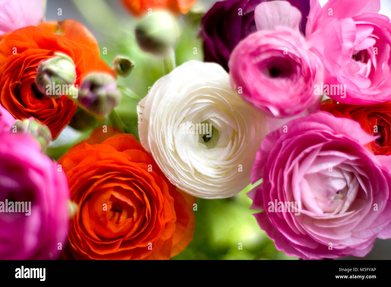 High Res Ranunculus Red ranunculus flowers blooming hi-res stock photography and images - Alamy