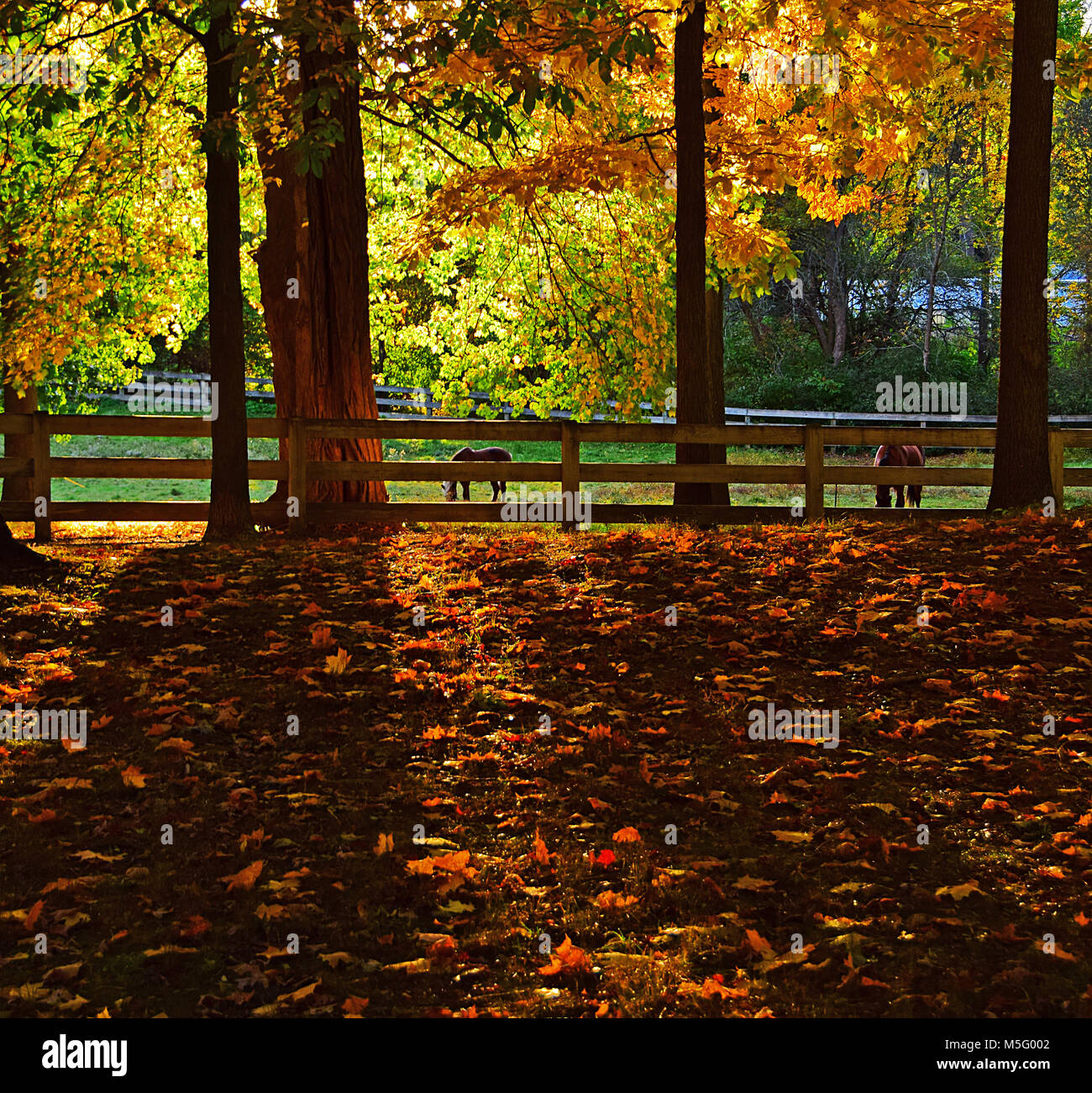 Fall foliage at Endicott Park in Danvers, Massachusetts Stock Photo Alamy
