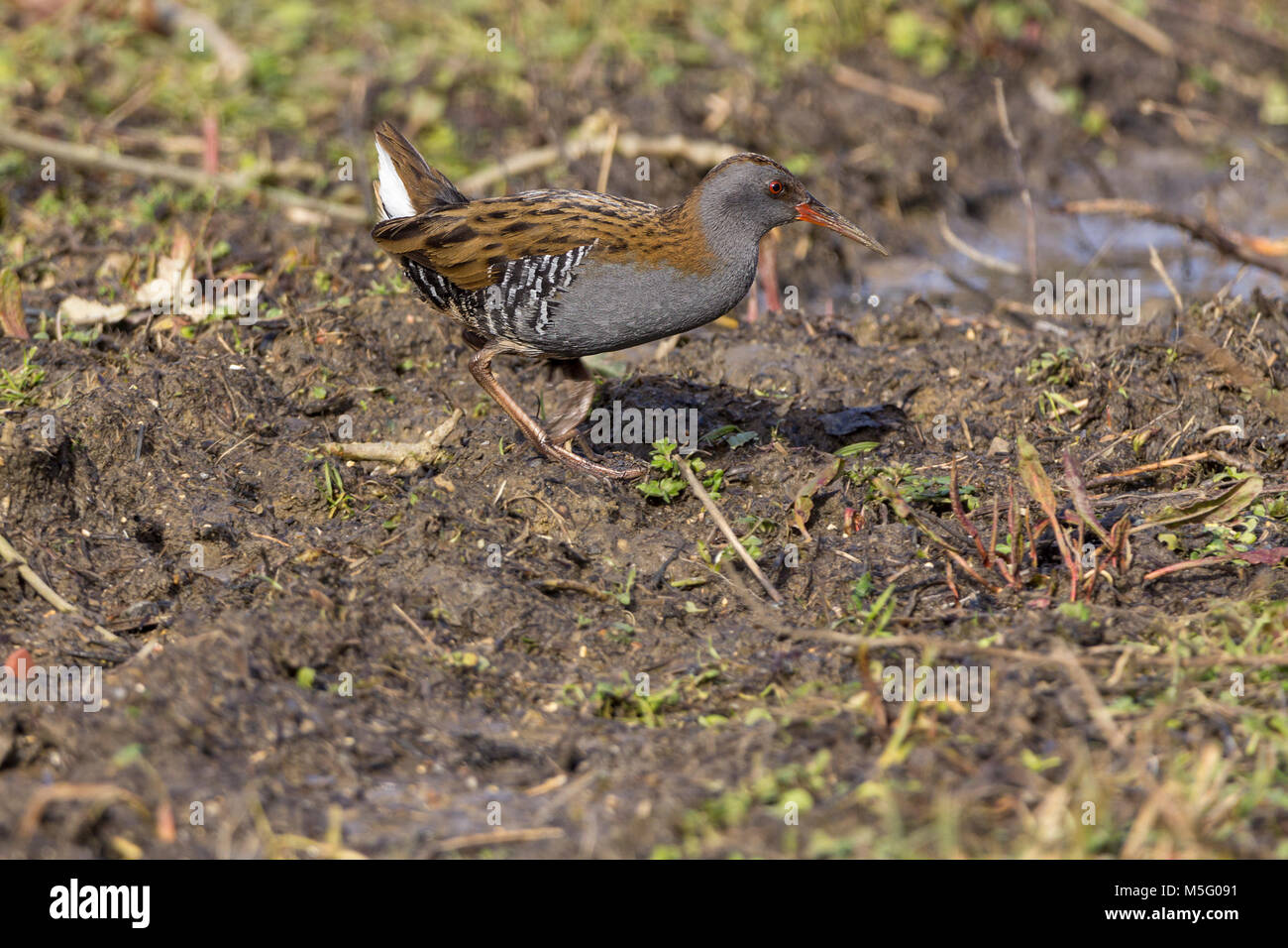 Water rail (Rallus aquaticus) darting out to open areas among cut back winter vegetation at Arundel wwt. Long legs long red bill and white under tail. Stock Photo
