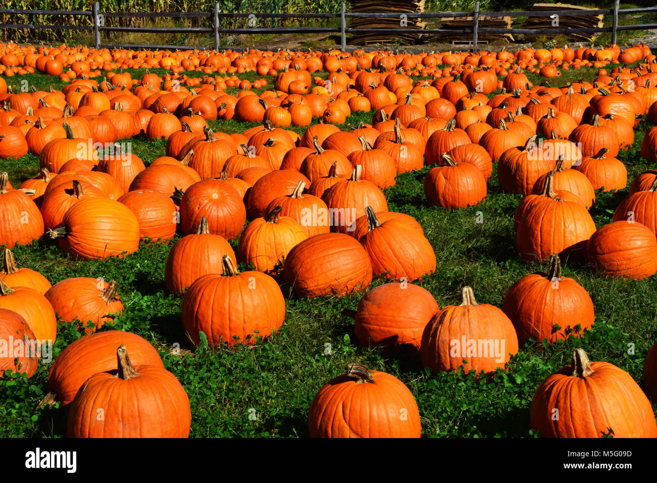 Pumpkin field in Danvers, Massachusetts Stock Photo - Alamy