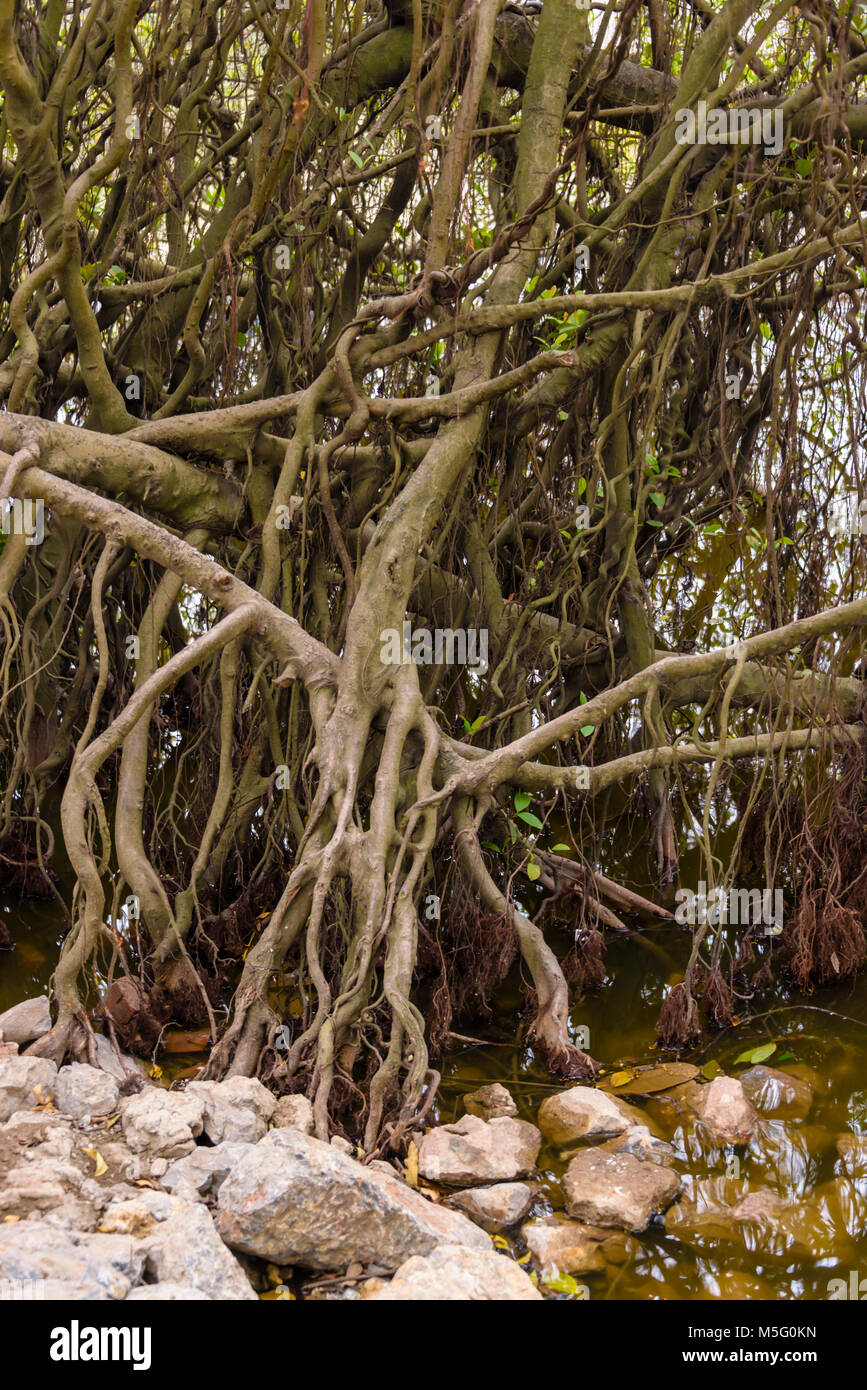 Roots of a mangrove tree growing beside the Den Ngoc Son Confucious Temple at Ho Hoan Kiem lake, Hanoi, Vietnam Stock Photo