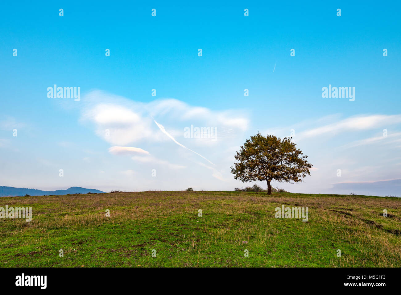 Lonely tree in field Stock Photo