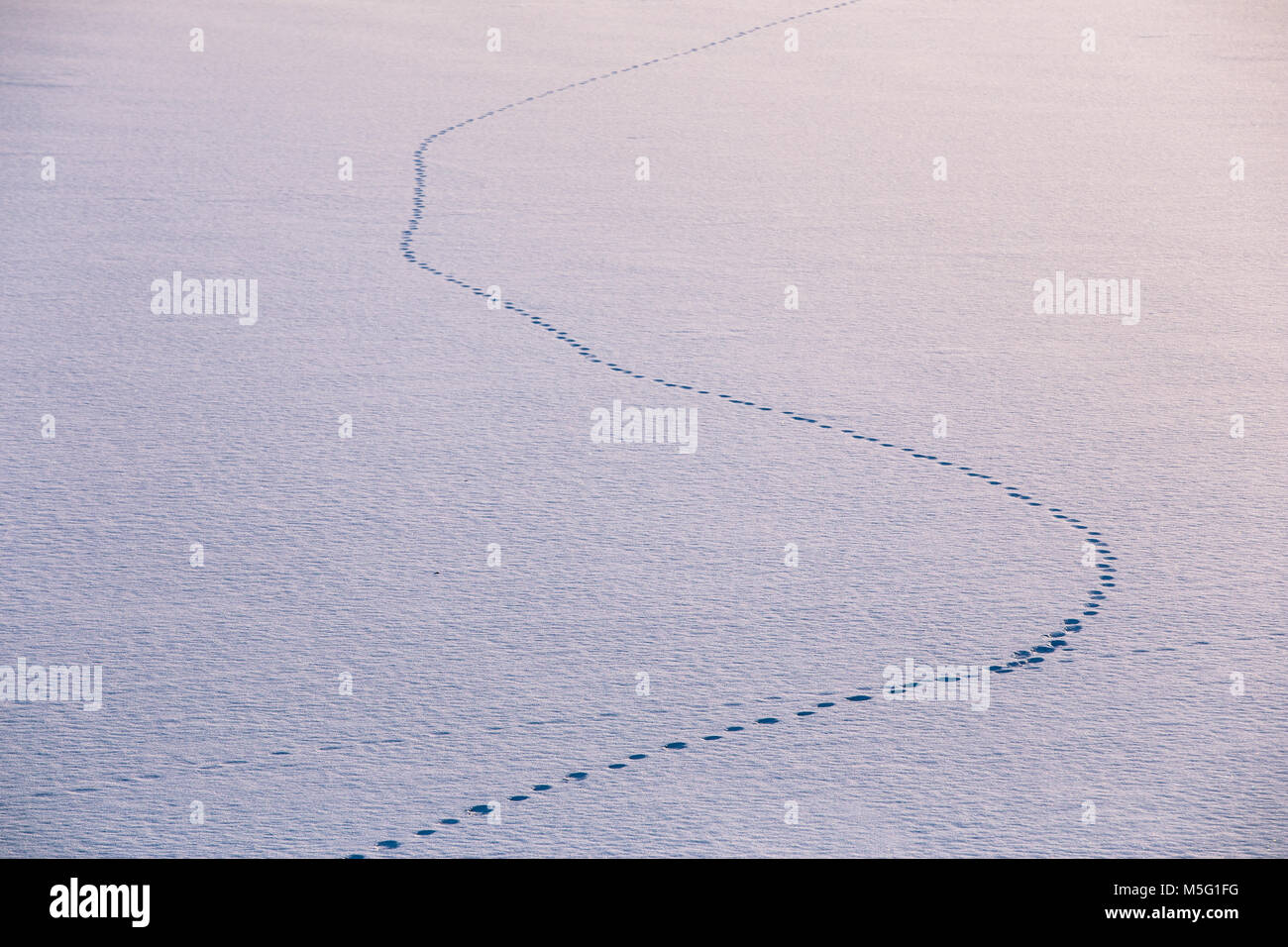 Animal tracks on snow Stock Photo - Alamy