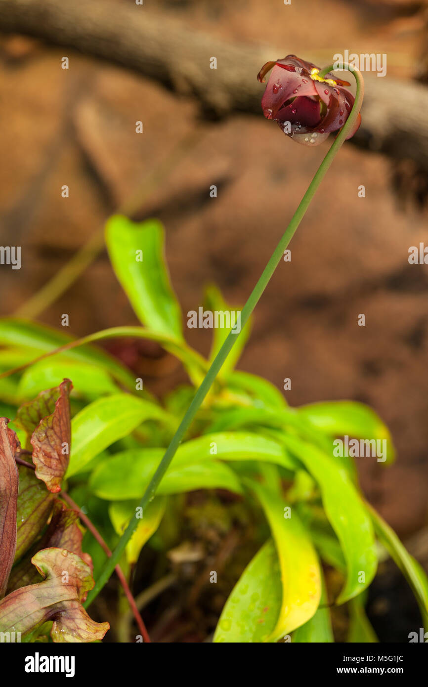 Trumpet Pitcher Plant, Flugtrumpet (Sarracenia purpurea) Stock Photo