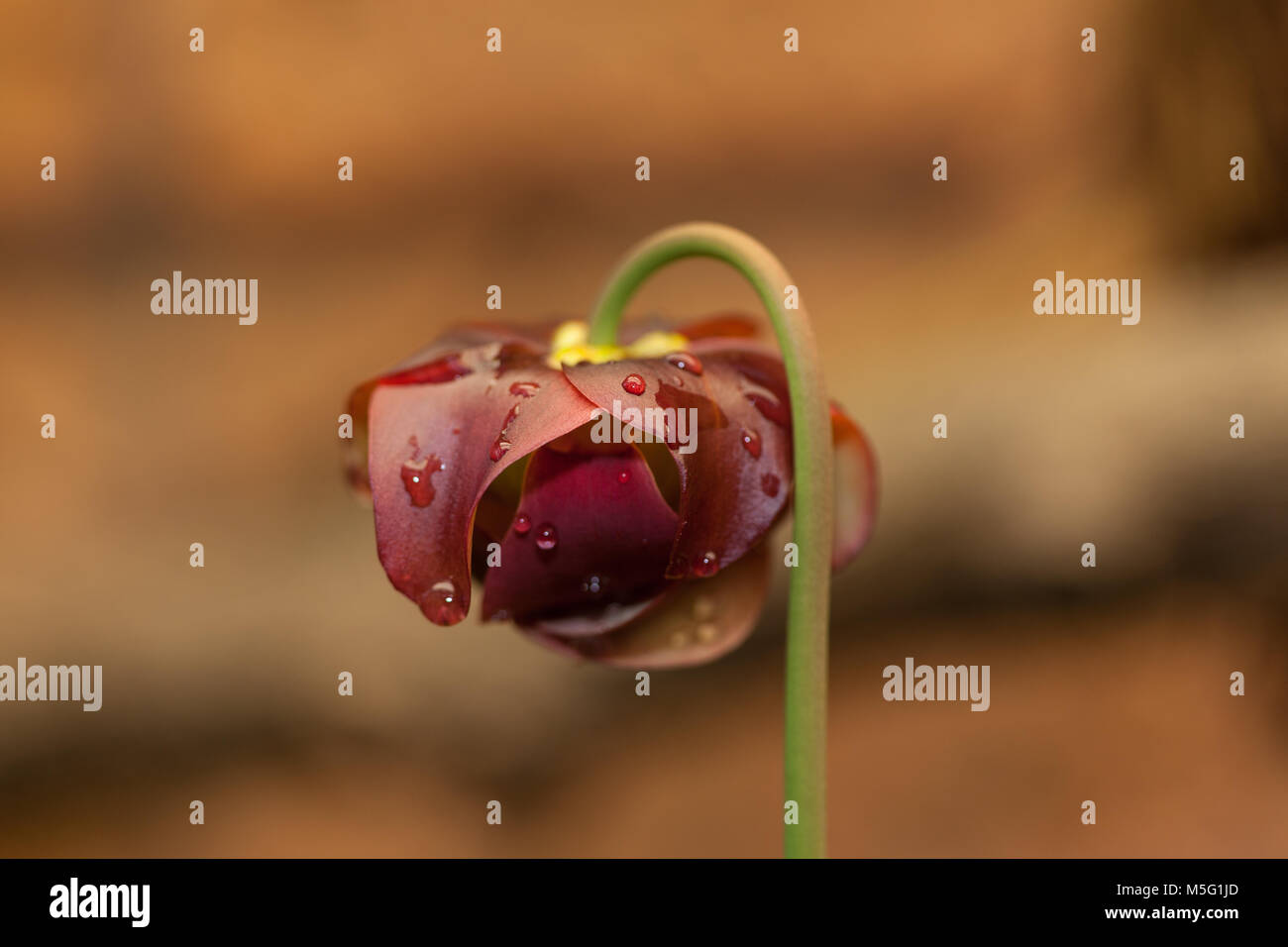 Trumpet Pitcher Plant, Flugtrumpet (Sarracenia purpurea) Stock Photo