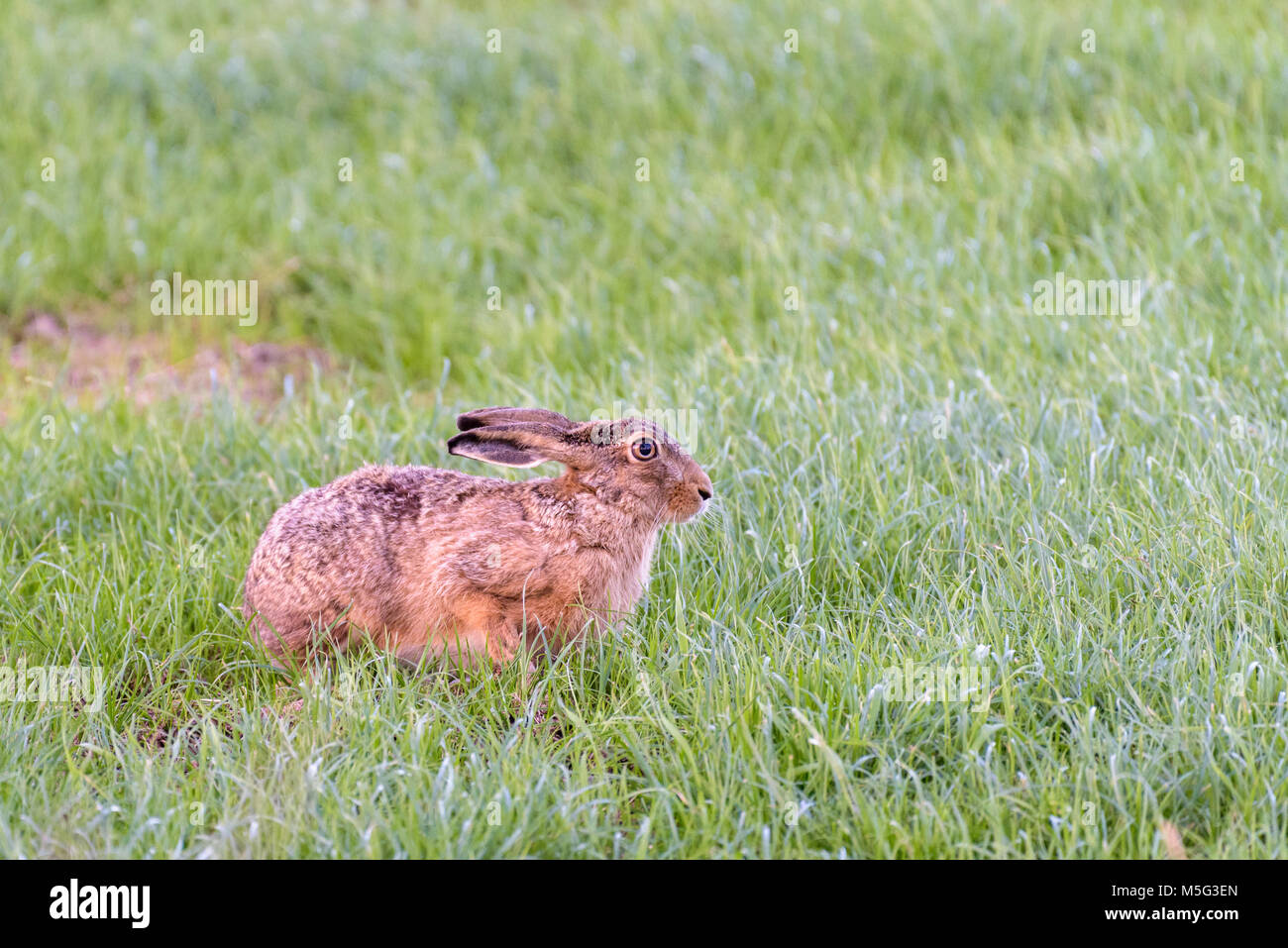 A european hare is sitting in a green meadow and looking attentively. Stock Photo