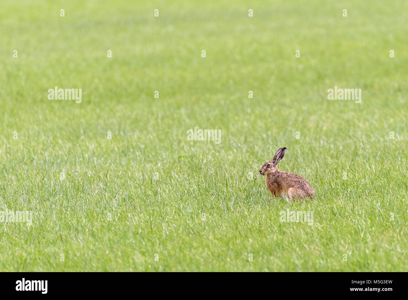 A european hare is sitting in an open field and is eating from the grass. Stock Photo