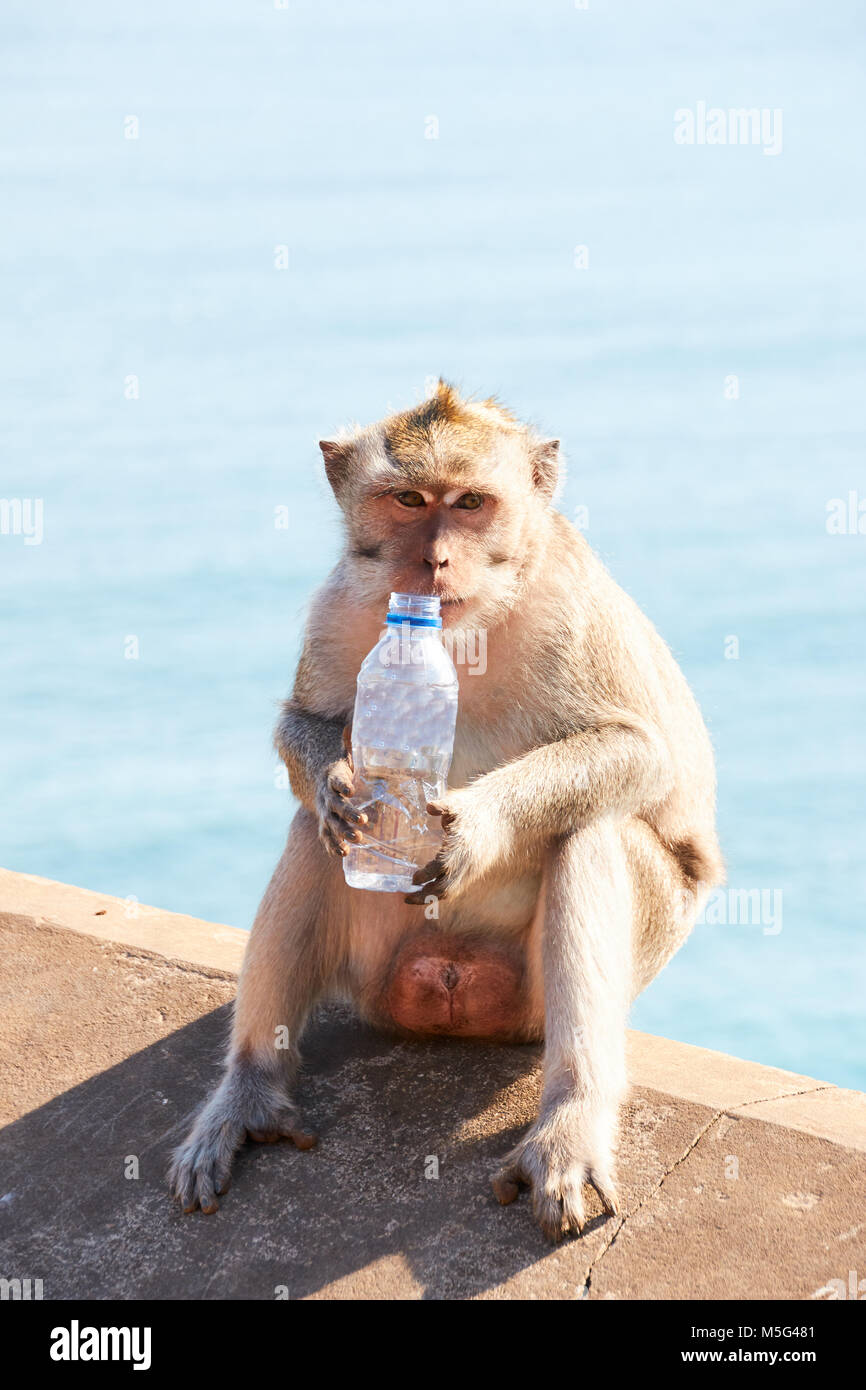 Thirsty Monkey, Monkeys drinking water from water bottles at Bali Stock Photo