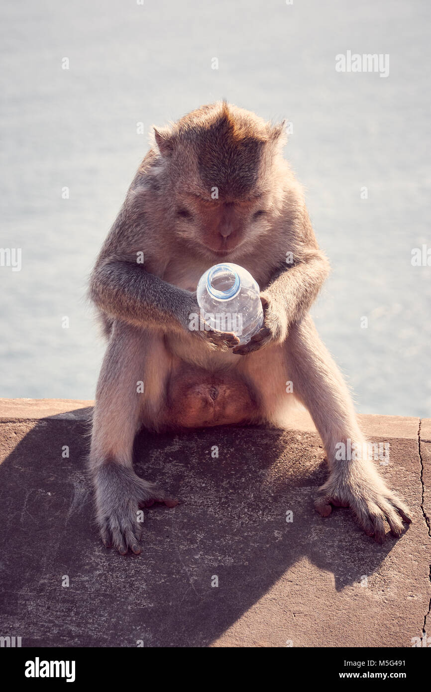 Thirsty Monkey, Monkeys drinking water from water bottles at Bali Stock Photo