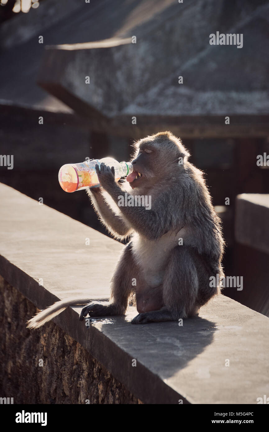 Monkey drink hires stock photography and images Alamy