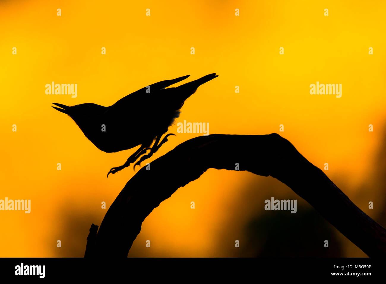 nunthatch (Sitta europea), acrobatic stands, silhoutte, sunset light background Stock Photo