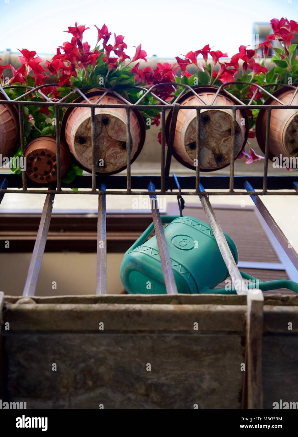 6 petal flower hires stock photography and images Alamy