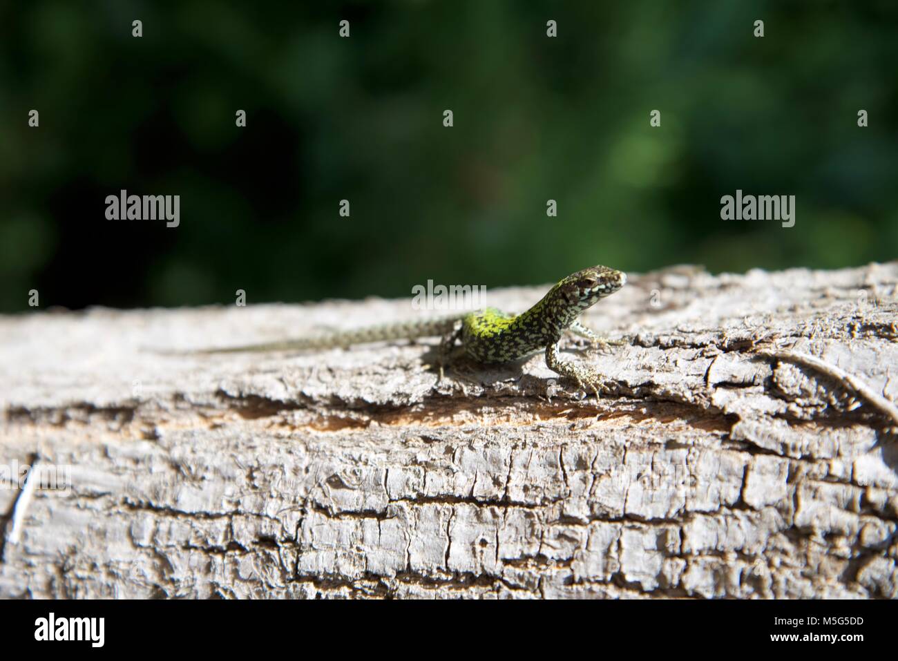 Lizard on tree Stock Photo Alamy