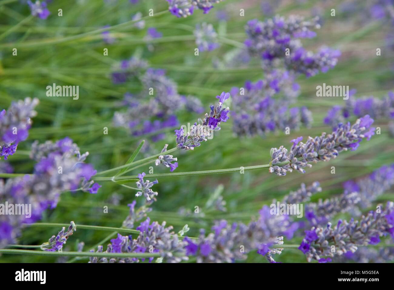 Lavender flowers in summertime Stock Photo Alamy