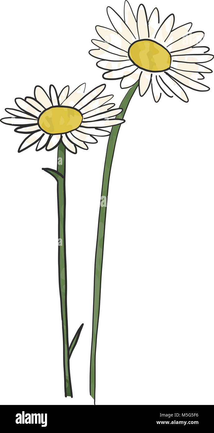 Hand drawn daisy flower, vector Stock Vector Image & Art Alamy