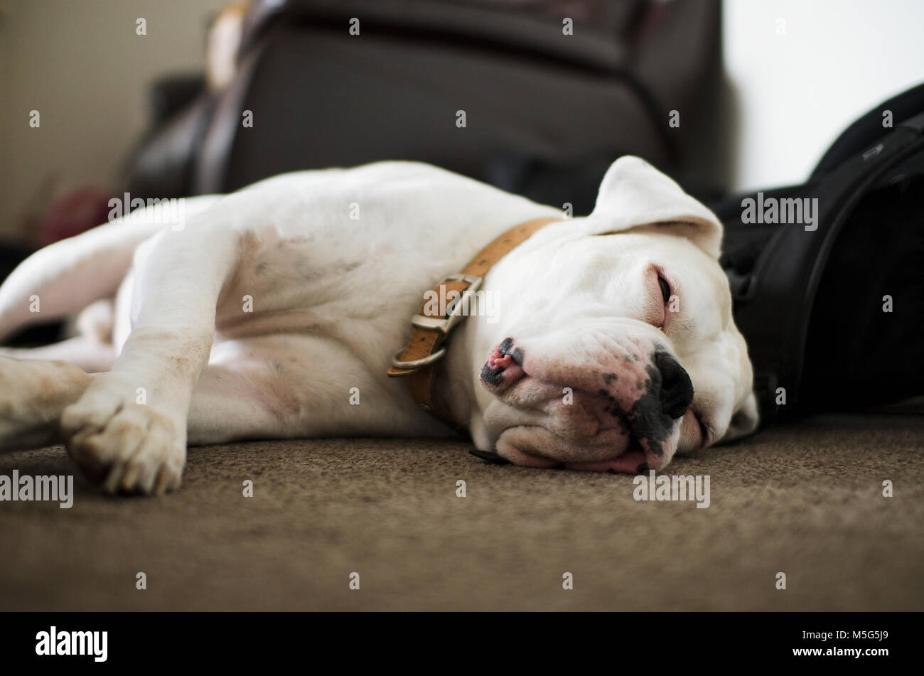 White adult Boxer dog sleeping Stock Photo Alamy