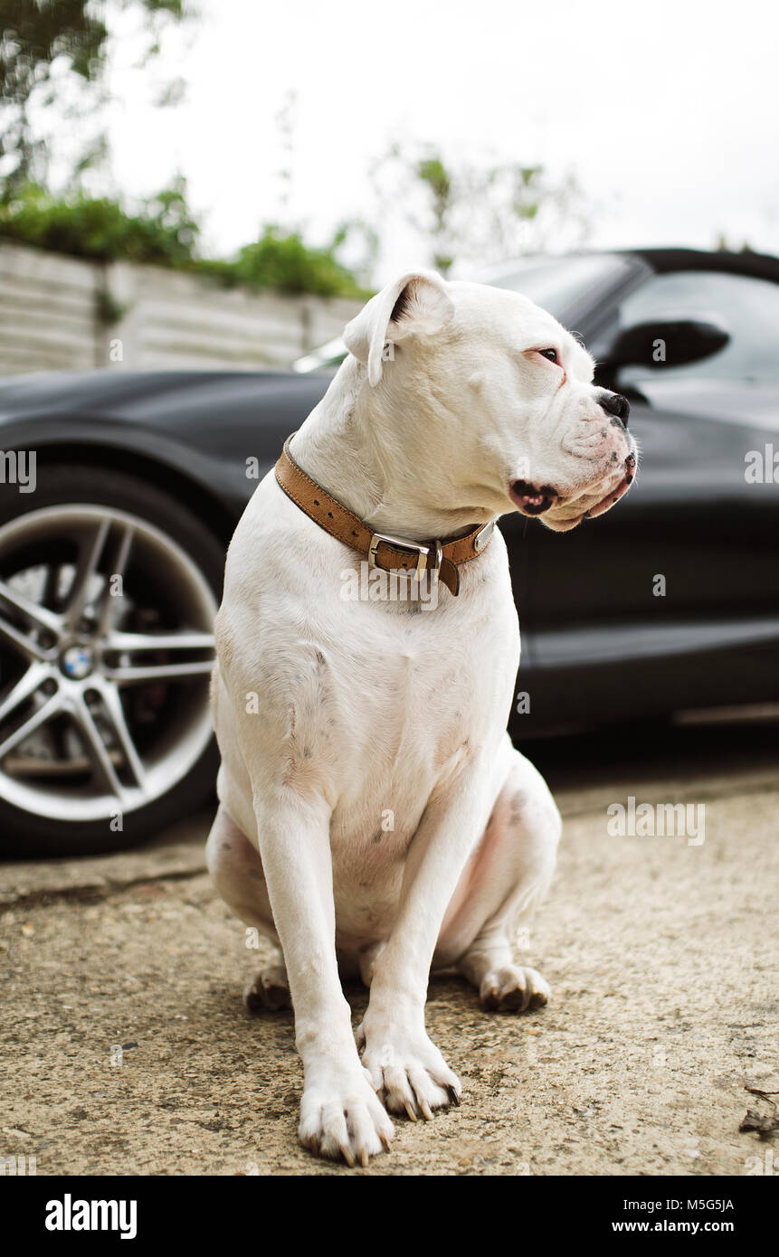 White Boxer dog outside near car Stock Photo