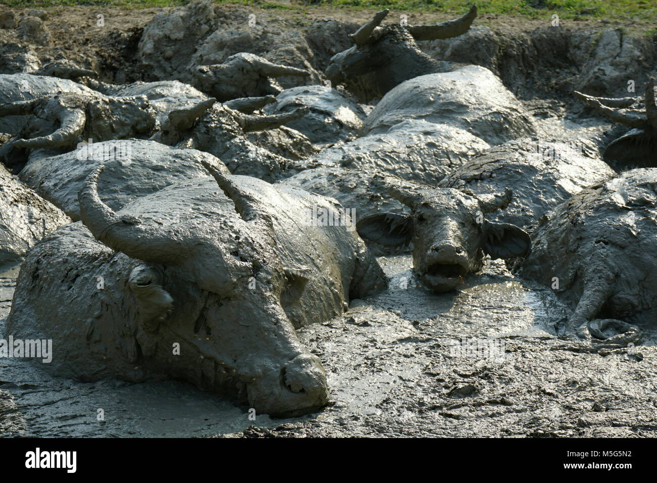 Water Buffalos Wallowing in a Mud Pool near Vang Vieng, Laos Stock Photo