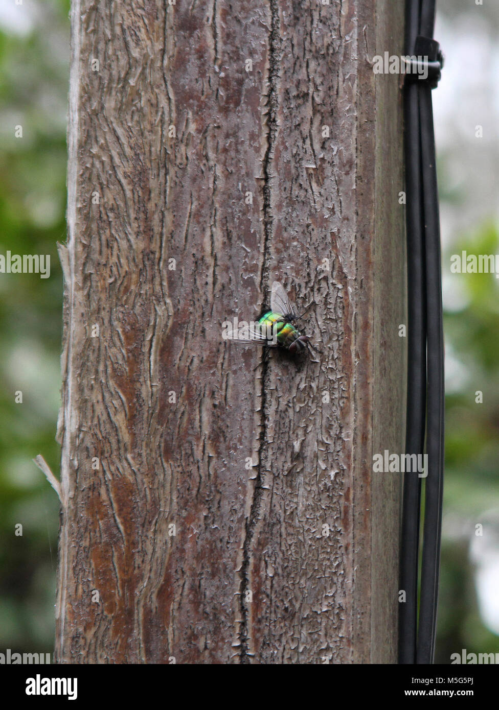 Green bottle fly on wooden post, Lucilia sericata, Lone Pine Koala Sanctuary, Brisbane, Australia Stock Photo