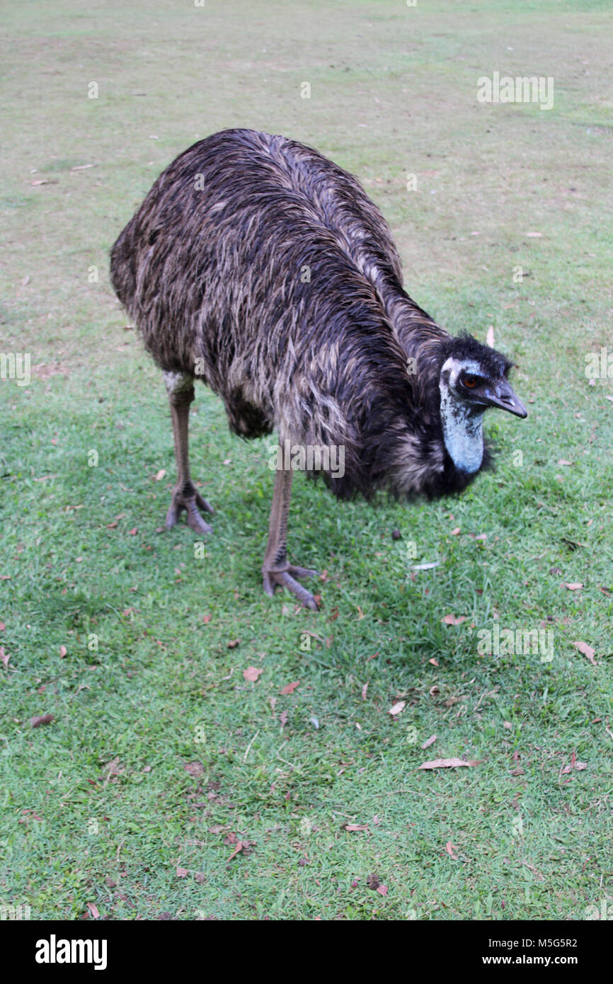 Emu, Dromaius novaehollandiae, Lone Pine Koala Sanctuary, Brisbane, Australia Stock Photo