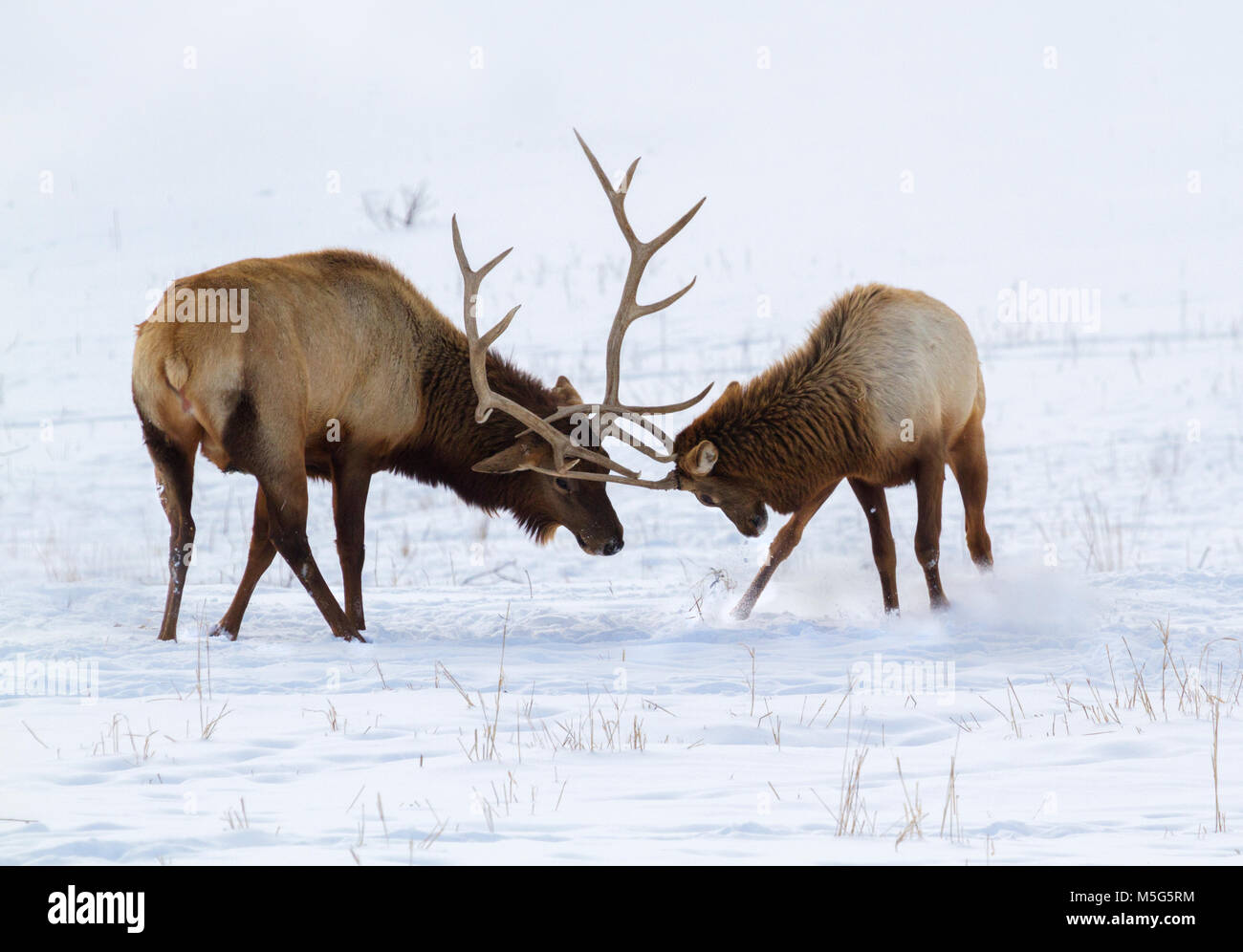 Bull Elk Fight High Resolution Stock Photography and Images Alamy