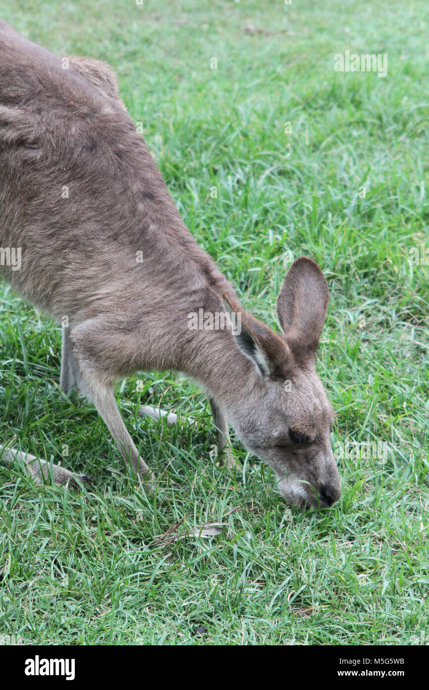 Eastern grey kangaroo, Macropus giganteus, Lone Pine Koala Sanctuary, Brisbane, Australia Stock Photo