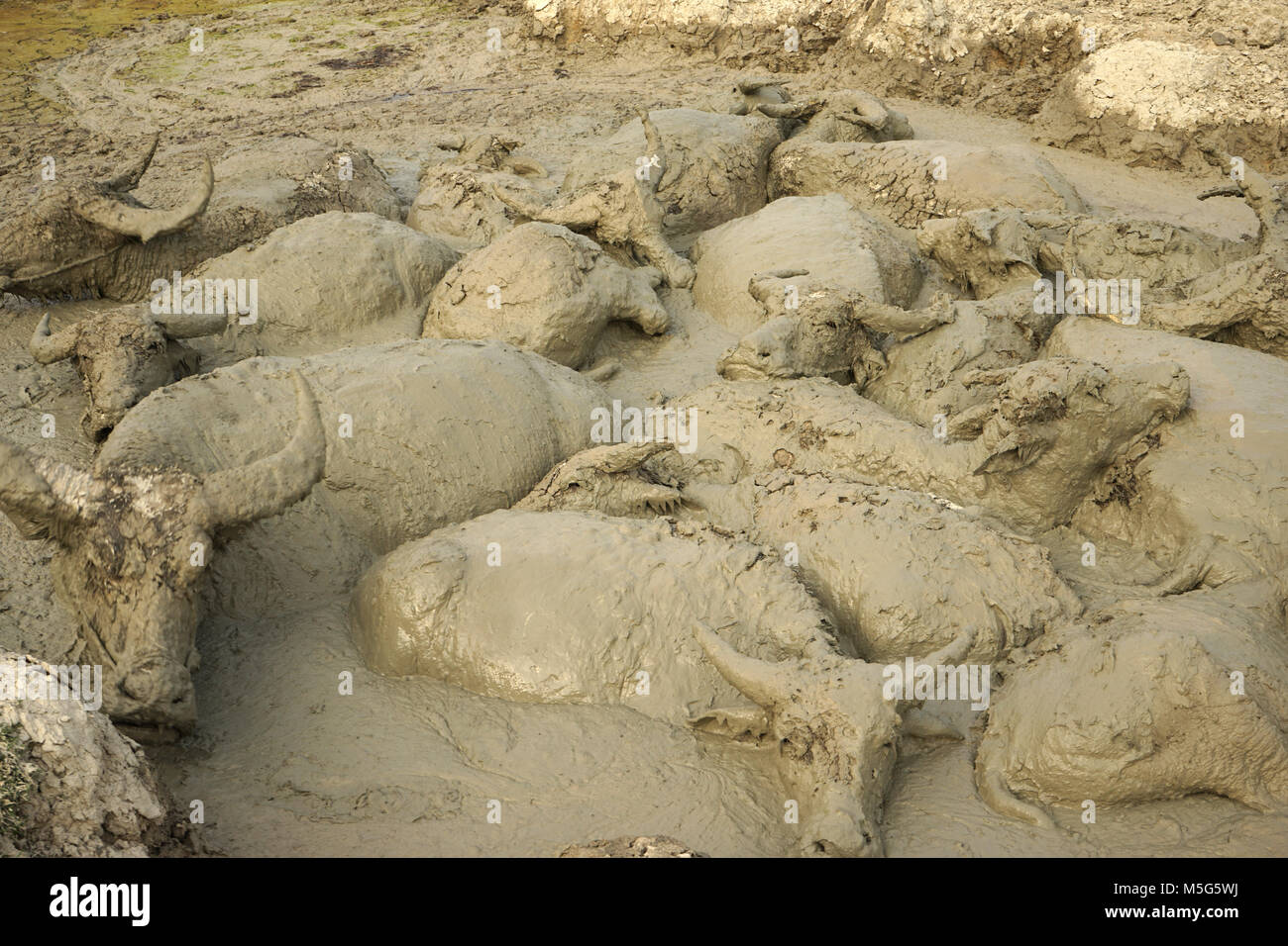 Water Buffalos wallowing in a Mud Pool near Vang Vieng, Laos Stock Photo