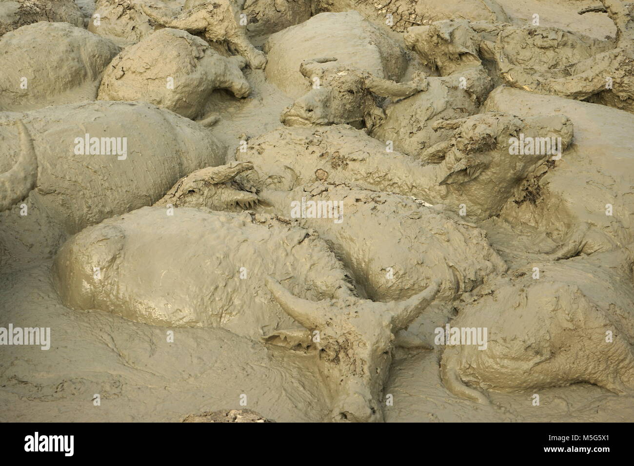 Water Buffalos Wallowing in a Mud Pool near Vang Vieng, Laos Stock Photo