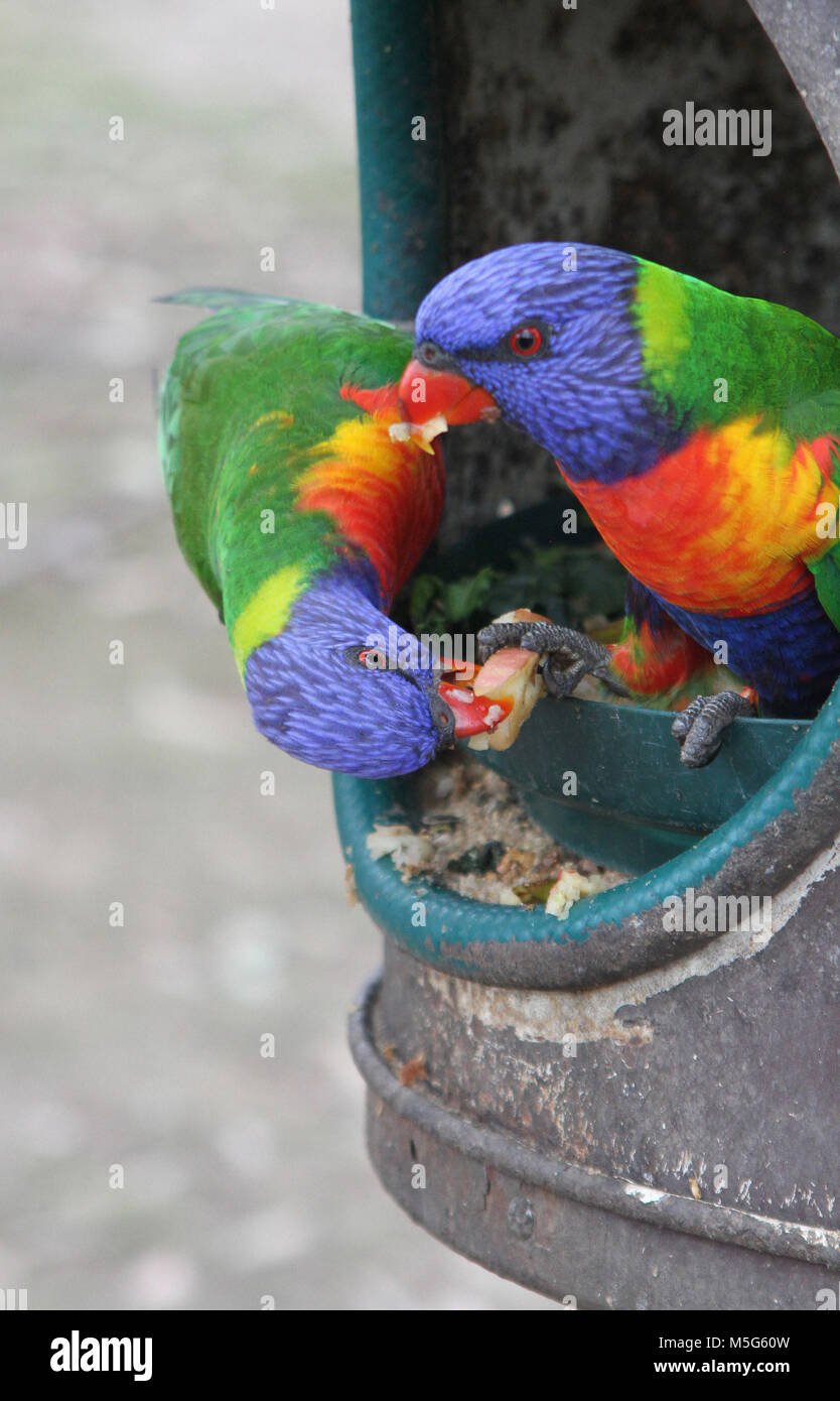 Two Rainbow lorikeet eating fruit, Trichoglossus moluccanus, Lone Pine Koala Sanctuary, Brisbane, Australia Stock Photo