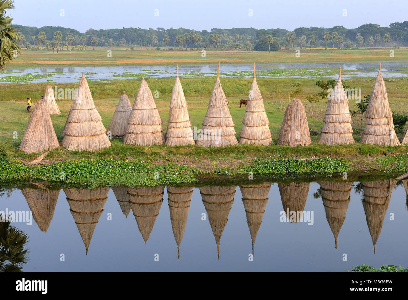 Bangladesh jute harvest hires stock photography and images Alamy